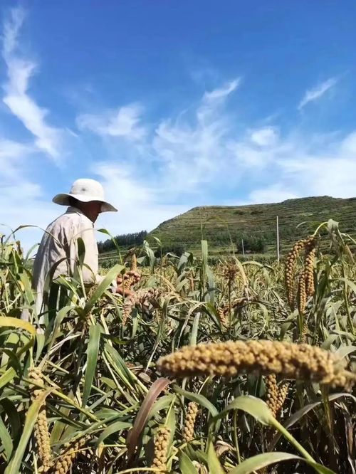 北京慧農(nóng)智谷農(nóng)業(yè)科技榮獲 全國(guó)十佳生態(tài)農(nóng)業(yè)品牌 榮譽(yù)