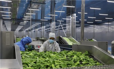 蒙城:蔬菜精深加工 助推產(chǎn)業(yè)增效