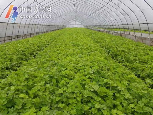 寧波力保主要農(nóng)產(chǎn)品穩(wěn)定供應 當前 菜籃子 產(chǎn)品供應充足