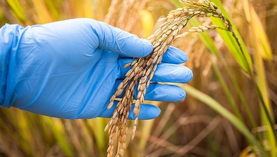 農(nóng)業(yè)部官員:南非印度等批準(zhǔn)轉(zhuǎn)基因后很快成出口國|農(nóng)業(yè)|食品安全|轉(zhuǎn)基因_新浪財(cái)經(jīng)_新浪網(wǎng)