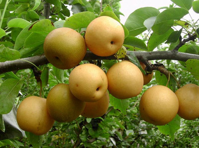 梨樹苗廠家直銷梨樹苗基地供應梨樹苗批售梨樹苗培養基地圖片|梨樹苗廠家直銷梨樹苗基地供應梨樹苗批售梨樹苗培養基地產品圖片由平頂山國營生態農業科技開發公司生產提供-