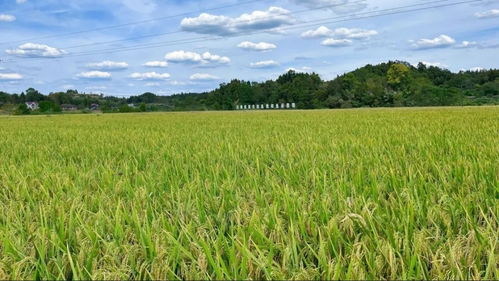 國家農業(yè)產業(yè)強鎮(zhèn)項目 資陽 3