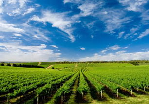 農業(yè)該如何做大轉強,成為強勢產業(yè)