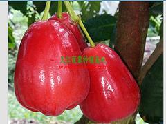 廣西蓮霧果基地怎么樣|廠家直銷特惠廣西蓮霧果圖片|廣西蓮霧果基地怎么樣|廠家直銷特惠廣西蓮霧果產品圖片由防城港市天紅農業科技有限責任公司公司生產提供-