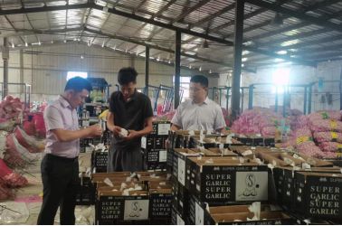 立足特色產(chǎn)業(yè) 推廣惠農(nóng)產(chǎn)品 助力成武大蒜 出海遠洋