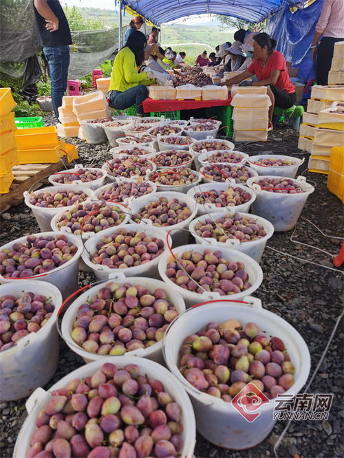 賓川西梅,蜜香甜 賓川人竟然種出了頂尖品質(zhì)的西梅 縣區(qū)動(dòng)態(tài) 大理頻道