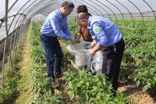 網(wǎng)絡(luò)中國節(jié) 端午 市農(nóng)業(yè)農(nóng)村局開展農(nóng)產(chǎn)品質(zhì)量監(jiān)督抽檢,確保端午節(jié)消費(fèi)安全