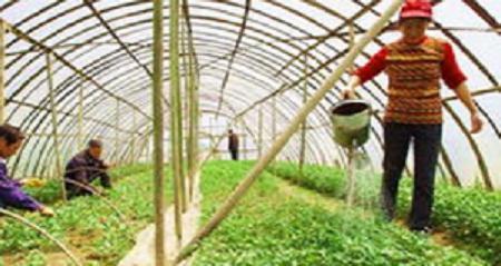 不少人都對(duì)有機(jī)蔬菜滿懷興趣,卻鮮有人能把有機(jī)農(nóng)業(yè)產(chǎn)品做到底的