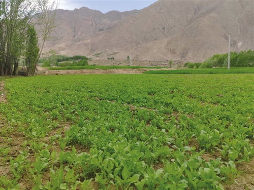 西藏到2025年將創建8個全國有機農產品基地