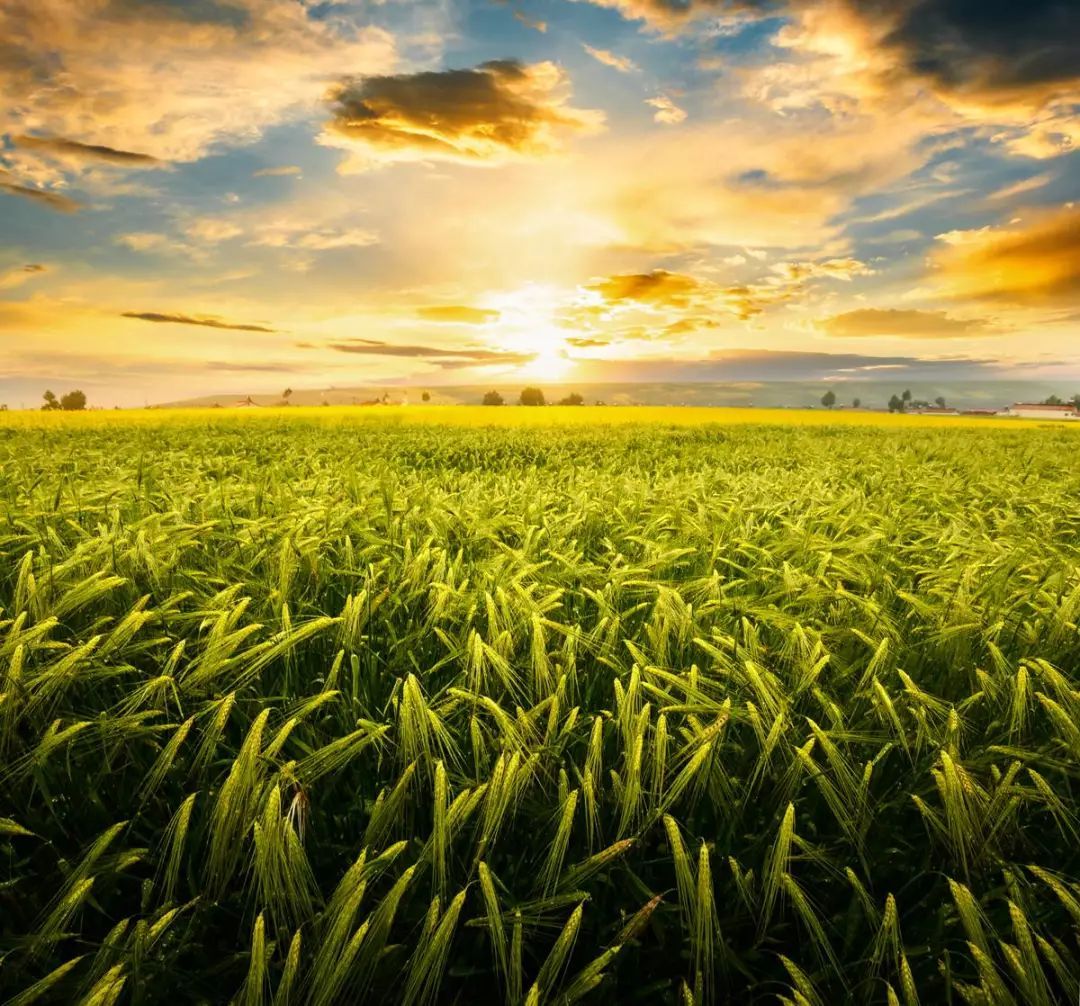 2018年國家現(xiàn)代農業(yè)產業(yè)園大觀(二) 農業(yè)科技創(chuàng)新與產業(yè)化發(fā)展