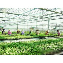 濮陽市農業(yè)產業(yè)優(yōu)勢 專業(yè)生產、批發(fā)與供應一體化的現(xiàn)代農業(yè)基地