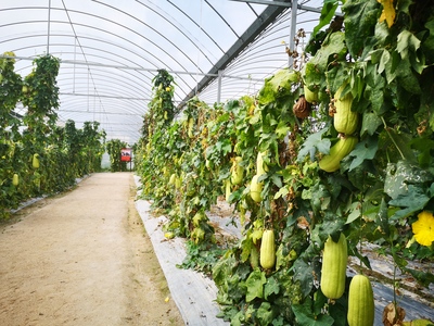 革命老區(qū)的新生 用活紅色資源，促進綠色發(fā)展農業(yè)