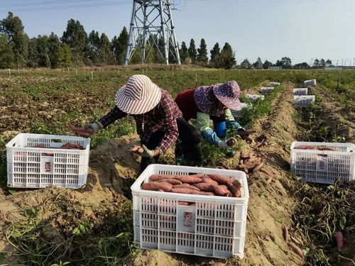 深耕深汕協(xié)作，做大做優(yōu)“農(nóng)業(yè)蛋糕”，讓“菜籃子”更豐富美味