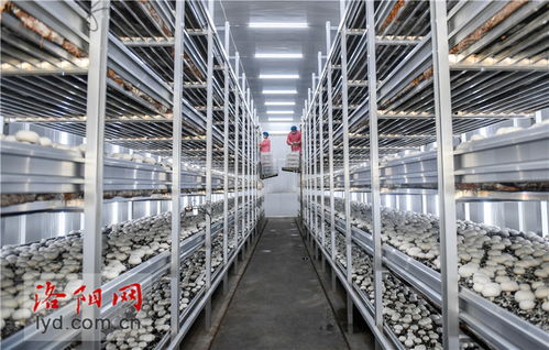 工廠化種植賦能食用菌產業，科技升級引領農民致富新篇章